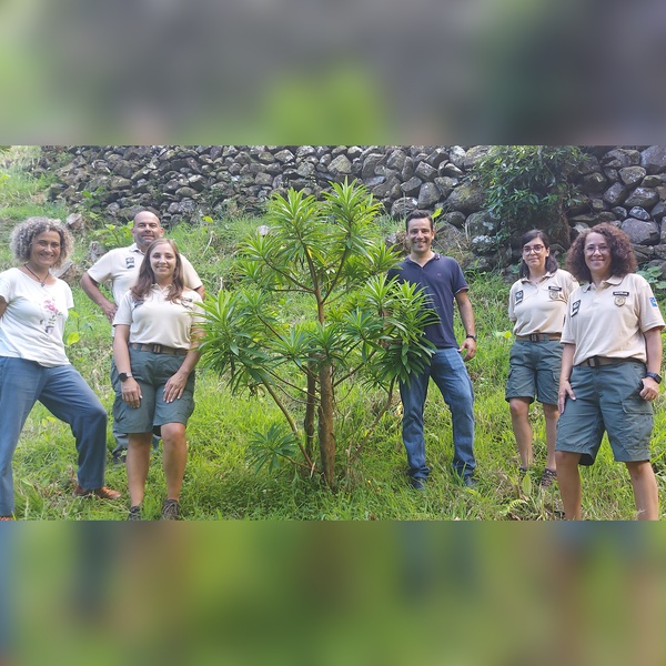 Secretaria Regional do Ambiente e Alterações Climáticas identifica nova população de 𝙀𝙪𝙥𝙝𝙤𝙧𝙗𝙞𝙖 𝙨𝙩𝙮𝙜𝙞𝙖𝙣𝙖 subsp. 𝙨𝙖𝙣𝙩𝙖𝙢𝙖𝙧𝙞𝙖𝙚 na ilha de Santa Maria