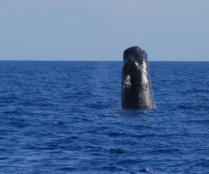 Monitoring of marine biodiversity of the Azores