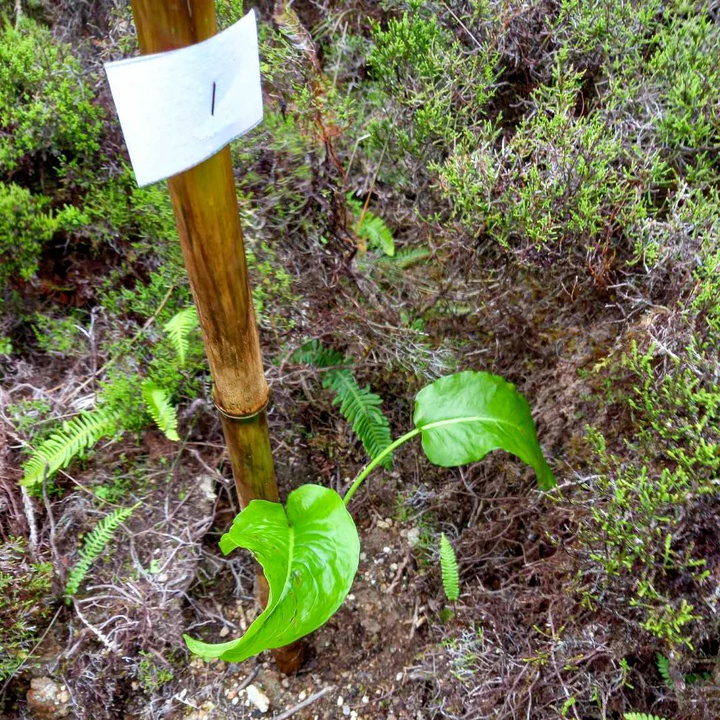 Plantations monitoring carried out as part of LIFE IP AZORES NATURA