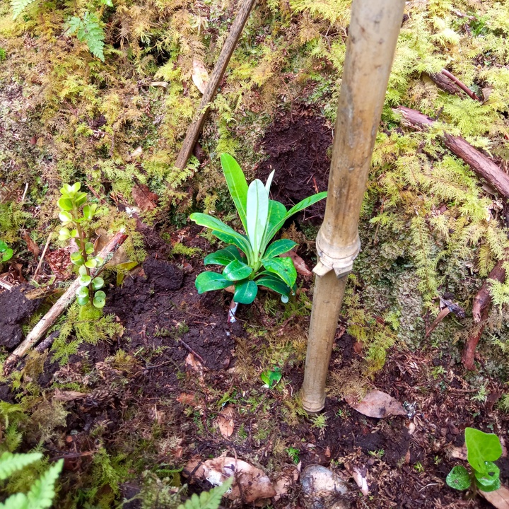 LIFE IP AZORES NATURA and LIFE BEETLES reinforce a population of protected species on Pico