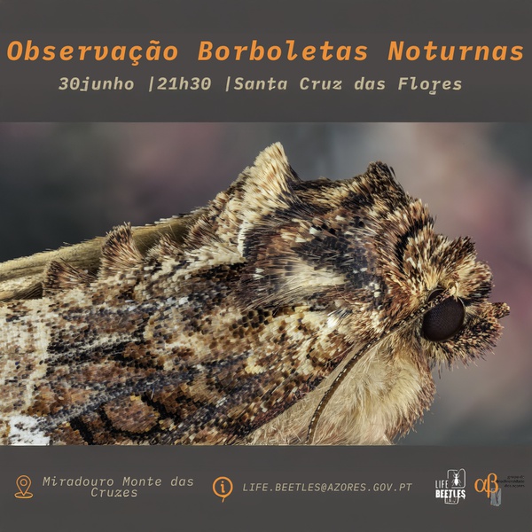 Atividade de Observação de Borboletas Noturnas