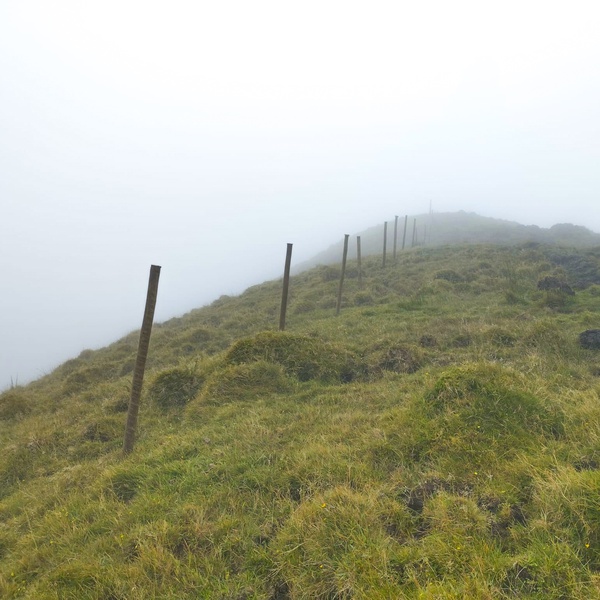 Fencing in the Caveiro Reserve on Pico island is being continued