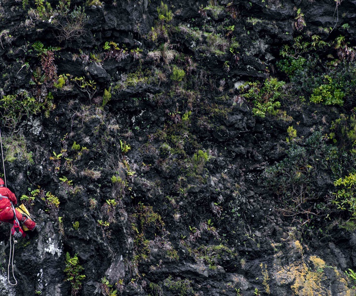 Secretaria Regional do Ambiente e Alterações Climáticas promove intervenção para controlo de espécies invasoras no Faial