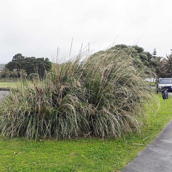 Município de Ponta Delgada dá exemplo no combate à erva-das-pampas
