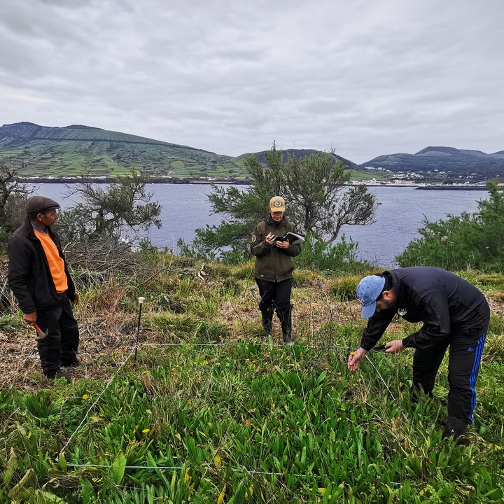Monitoring and conservation of seabirds on the islets of Graciosa