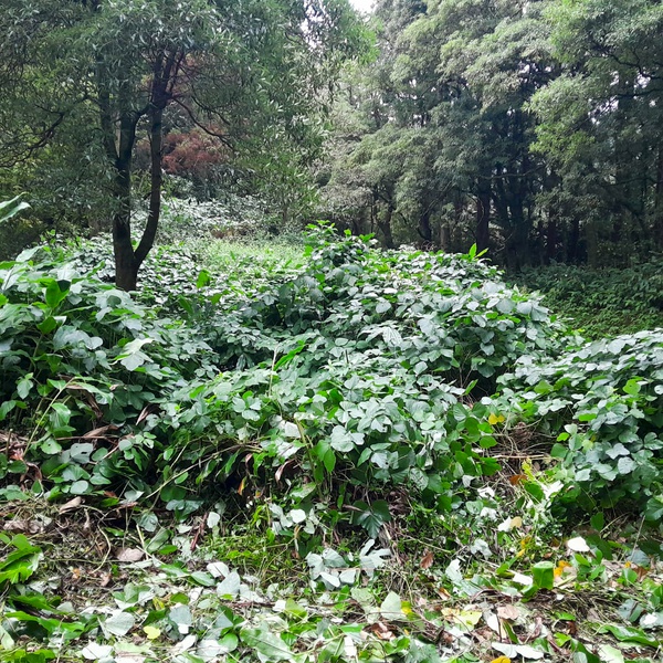Action to remove the invasive species Pueraria lobata (kudzu) on São Miguel