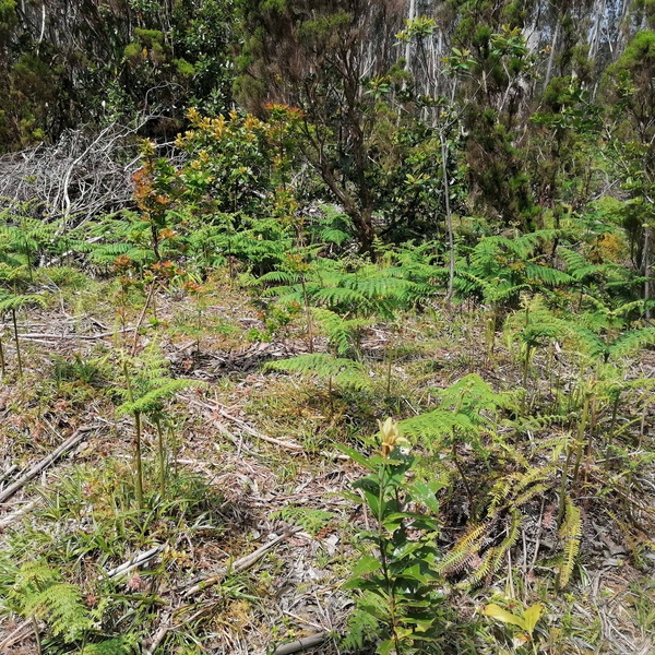 Natural regeneration of native forest on Terceira island