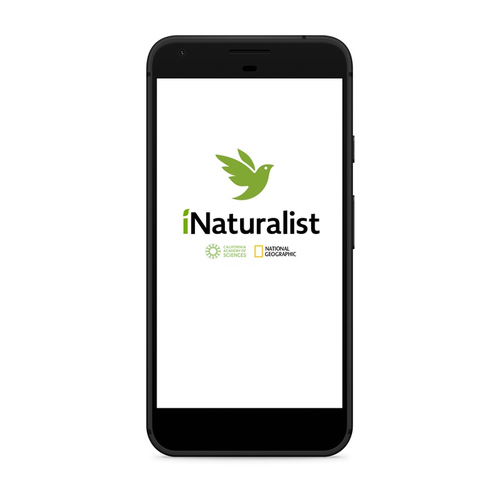 You can now report invasive alien species with the iNaturalist application