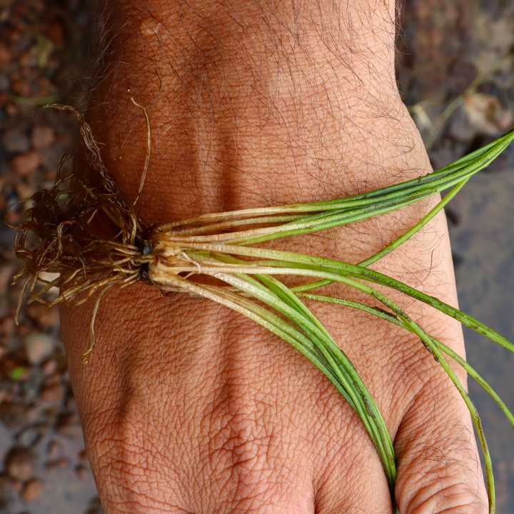 A population of Isoëtes azorica was found on Flores island