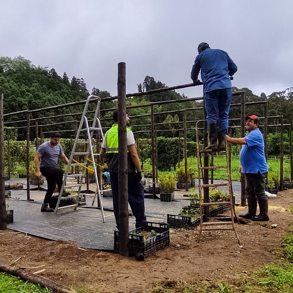 Construction of a shade house in Furnas Orchard