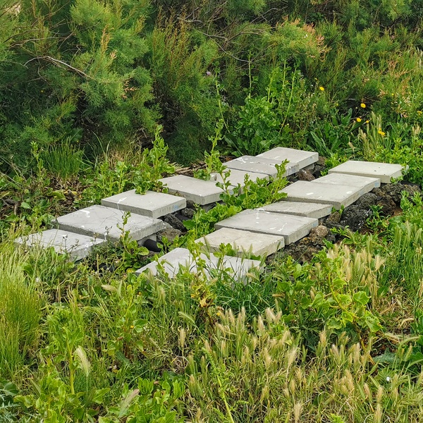 Monitorização de habitats e espécies na ilha Terceira