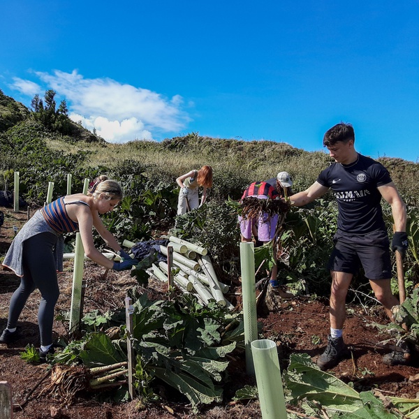 LIFE IP AZORES NATURA promove ação de voluntariado em São Miguel