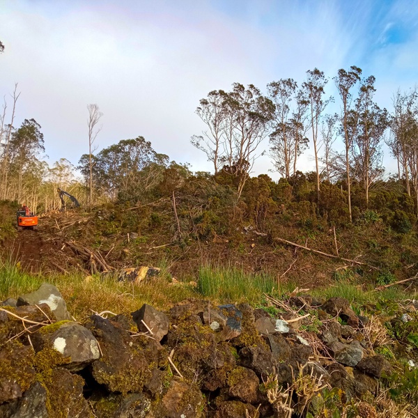 LIFE BEETLES: Beginning of clear-cutting work on eucalyptus trees