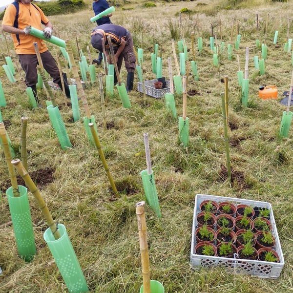 Reinforcement of native plants on the island of Pico