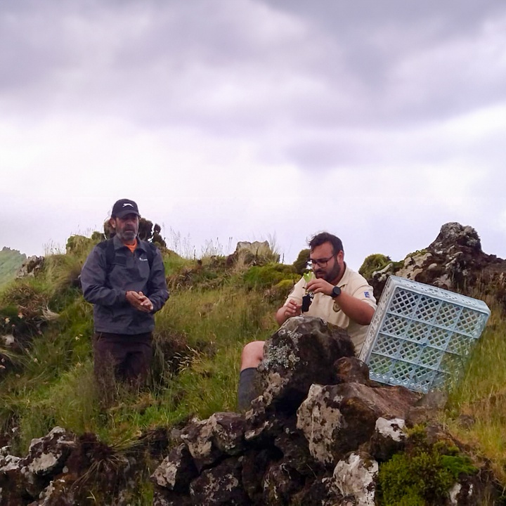 LIFE IP AZORES NATURA reforça população de Myosotis azorica no Corvo