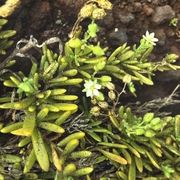 Recolha de sementes em várias ilhas dos Açores