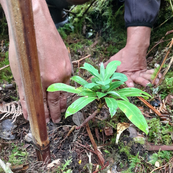 Monitoring of the endemic plant on Pico island confirms success in population reinforcement