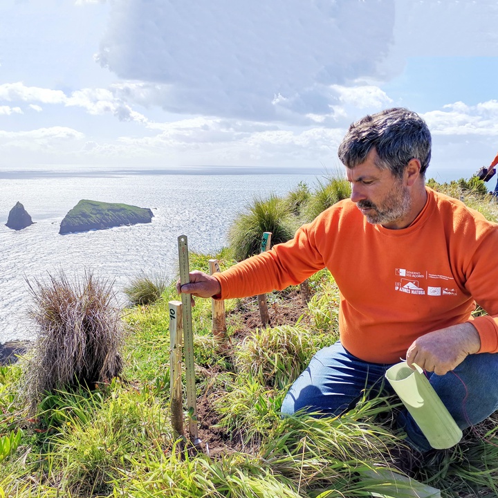 Monitorização das plantações de Azorina vidalii na Graciosa