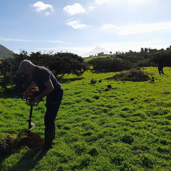 Novas plantações e trabalhos de conservação na ilha do Faial