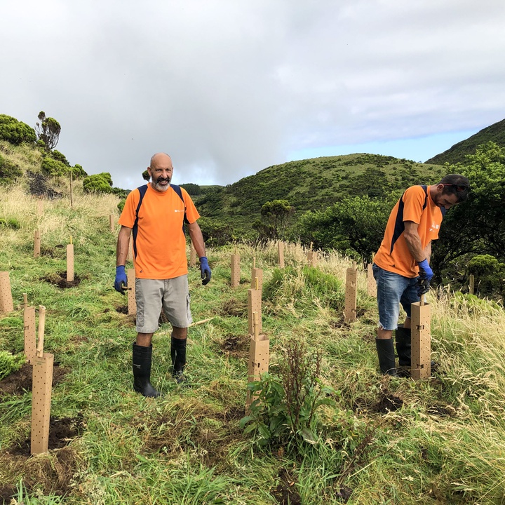 Plantação de espécies lenhosas no Mistério da Prainha na ilha do Pico