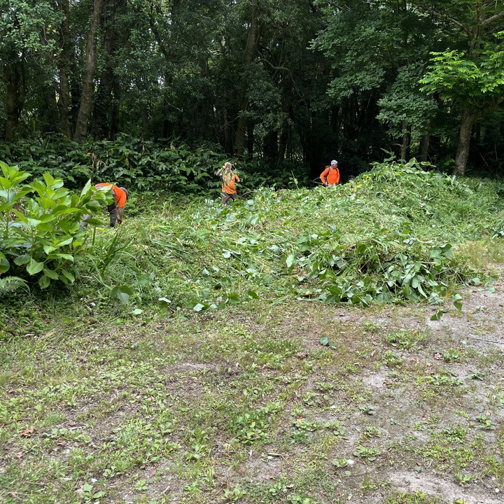 LIFE IP AZORES NATURA reinforces control measures against the invasive species Pueraria lobata (kudzu) on São Miguel