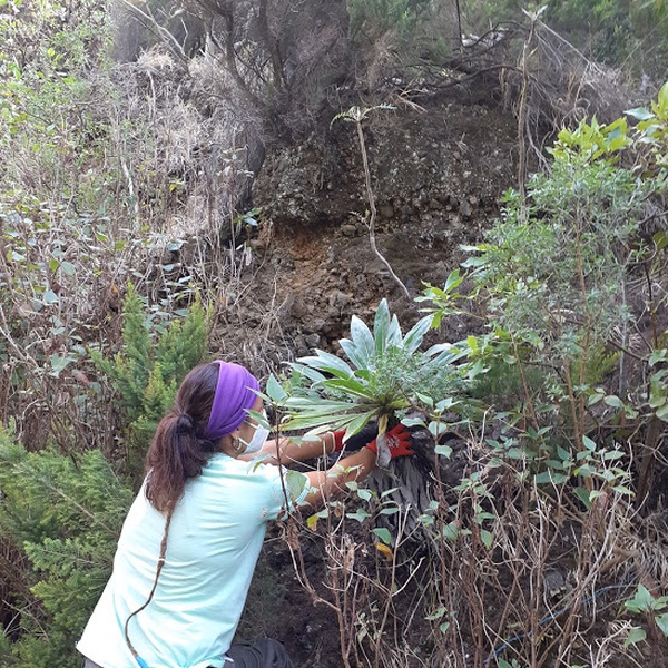 LIFE IP AZORES NATURA |  Notícias dos trabalhos da Reserva da Biosfera de La Palma