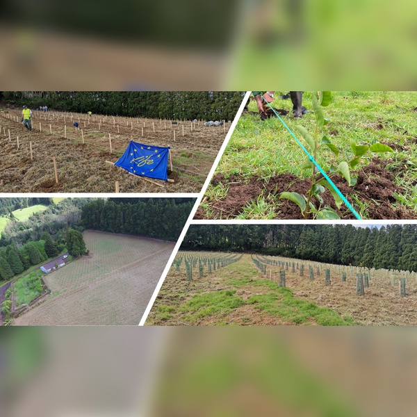 Installation of orchards producing endemic woody species by the Regional Directorate for Forestry Resources, within the scope of the LIFE IP CLIMAZ project
