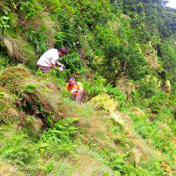 Plantámos 272 indivíduos de Angelica lignescens na ilha Terceira