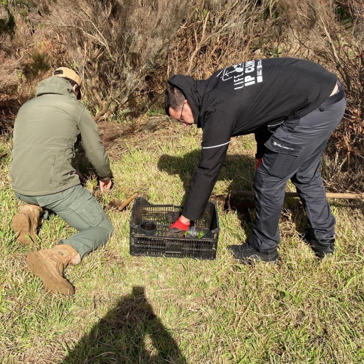 Reinforcement of Azorina vidalii on Morro de Castelo Branco