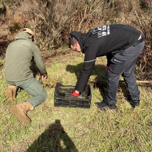 Reinforcement of Azorina vidalii on Morro de Castelo Branco