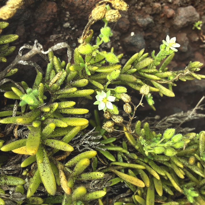 Seed collection of native species on several Azorean islands