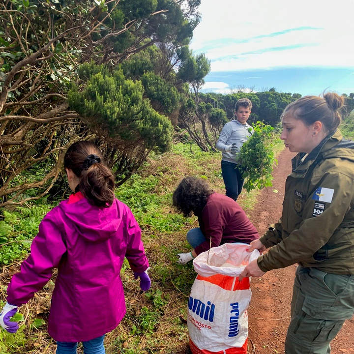 Invasive plant removal activity on São Jorge