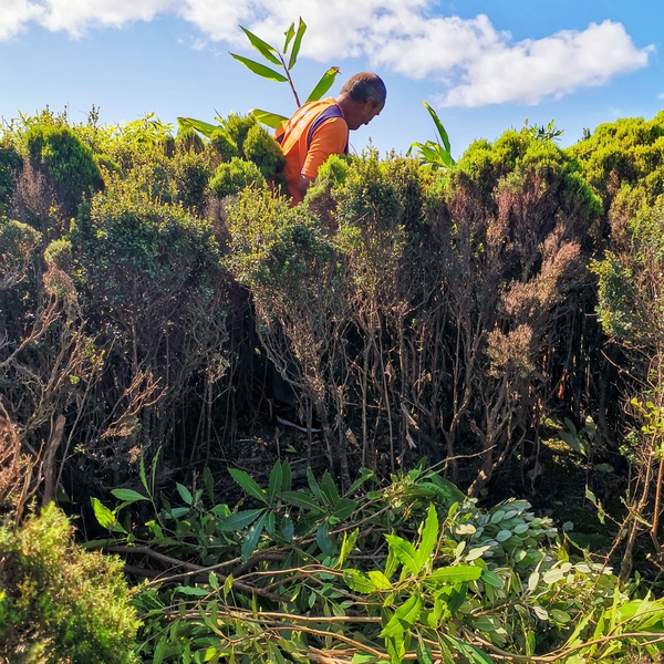 Conservation work at Ponta Branca