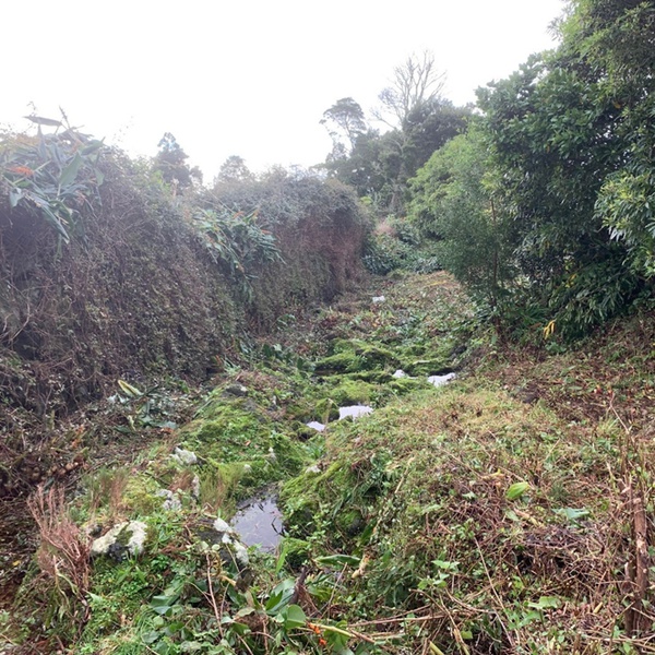 DROTRH collaborates with the São Jorge Environment and Climate Action Service to conserve the banks of the Ribeira Seca stream on São Jorge under the LIFE IP CLIMAZ project