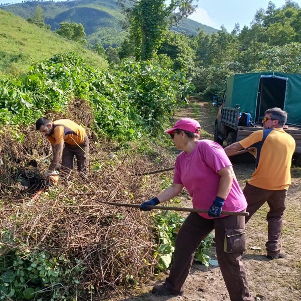 Detetada Pueraria montana (Kudzu) na Ilha Terceira