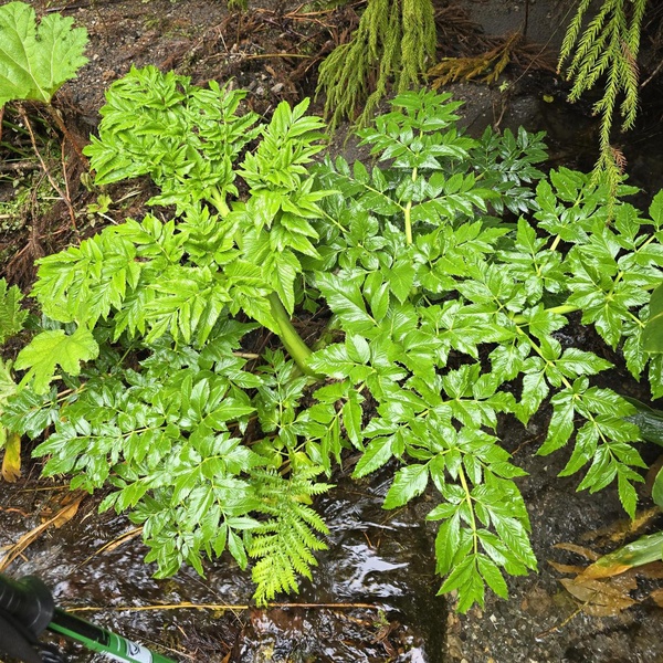 Nova população de Angelica lignescens descoberta na ilha de São Miguel