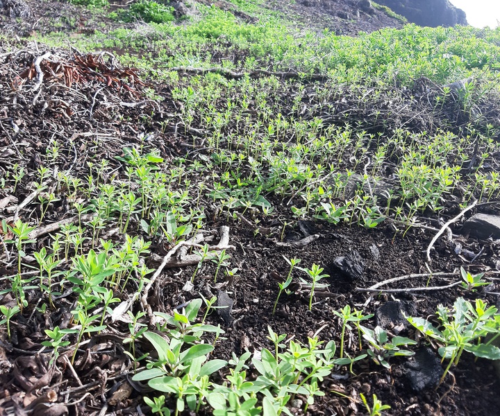 LIFE IP AZORES NATURA | Remoção de espécies de flora invasora na Ponta do Castelo, Santa Maria