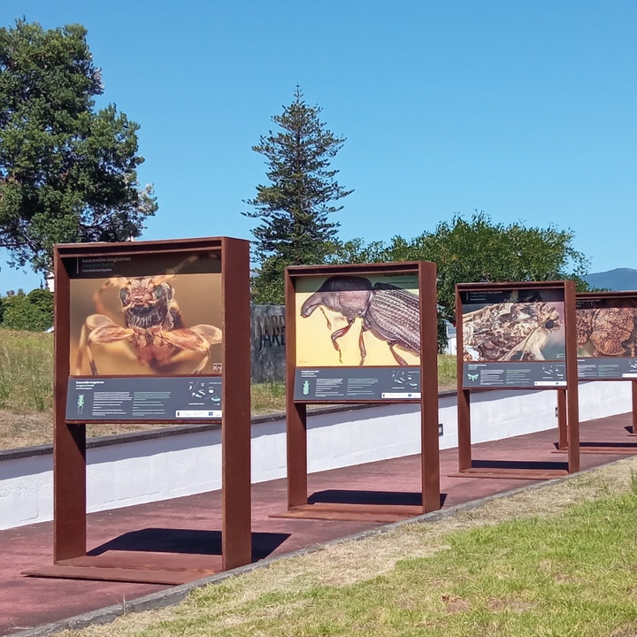 Exposição “LIFE BEETLES: Pequenos em grande” instalada na Madalena do Pico