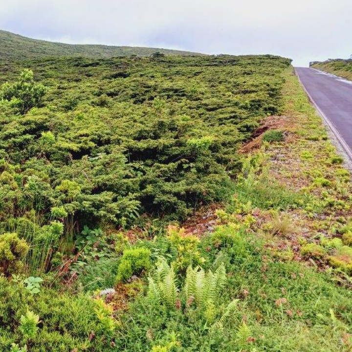 Controlo de espécies invasoras nas áreas pristinas efetuado com sucesso na ilha das Flores