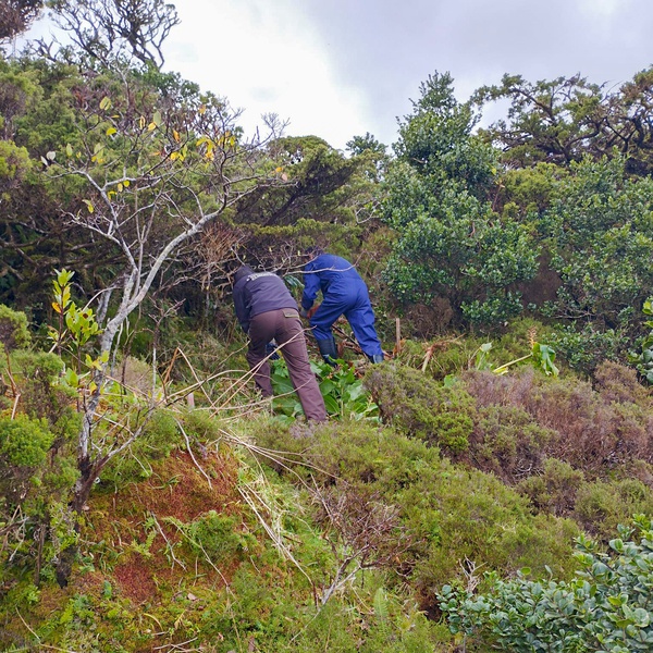 Trabalhos de conservação no Caveiro, ilha do Pico