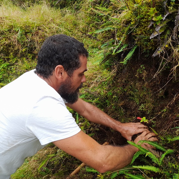 LIFE IP AZORES NATURA reforça espécies nativas na Ribeira da Lomba ilha do Faial