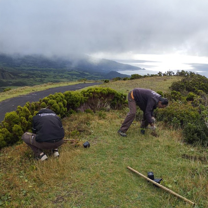 New planting of native species in various locations on the island of Pico