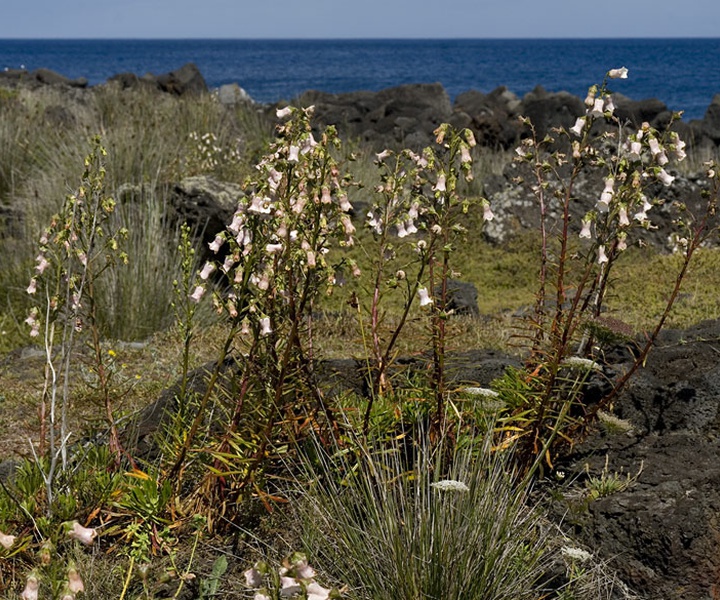 Workshop – A Conservação da Flora Endémica