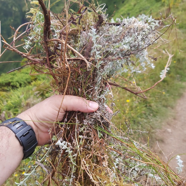 Detetada espécie invasora na Caldeira do Faial