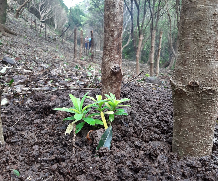 LIFE IP AZORES NATURA | Reforço da população de 𝙀𝙪𝙥𝙝𝙤𝙧𝙗𝙞𝙖 𝙎𝙩𝙮𝙜𝙞𝙖𝙣𝙖 subsp. 𝙨𝙖𝙣𝙩𝙖𝙢𝙖𝙧𝙞𝙖𝙚