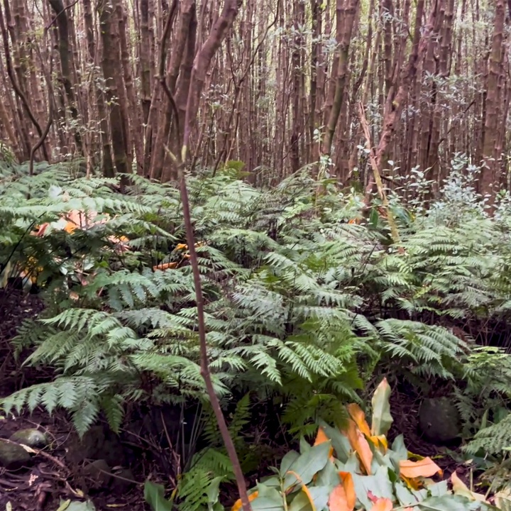 Efforts are continuing to control Kahili Ginger and Sweet Pittosporum!