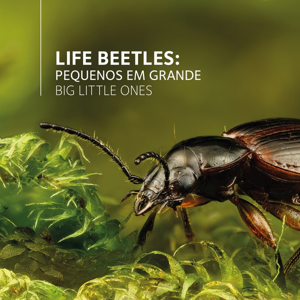 Exposição “LIFE BEETLES: Pequenos em Grande”