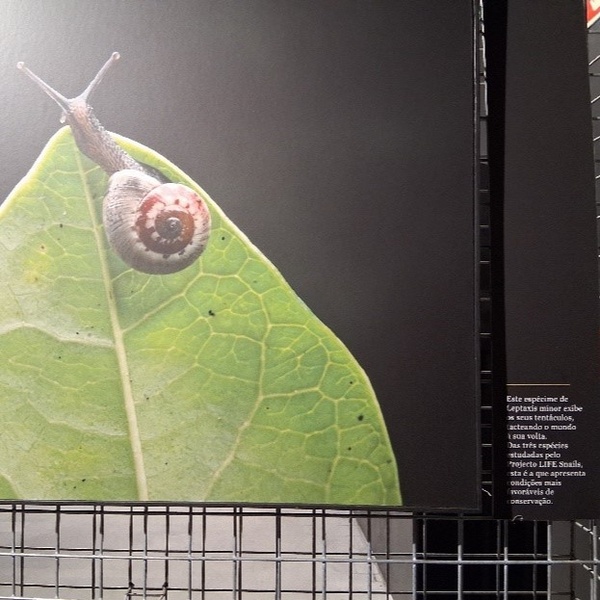 Espécie-alvo do projeto LIFE SNAILS em destaque nos museus dos Acores