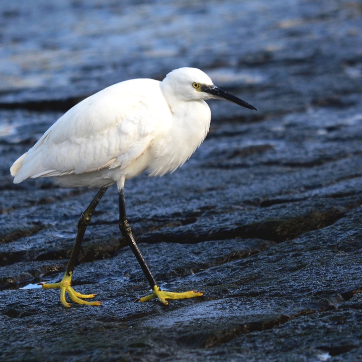 Atividades EuroBirdwatch 2021