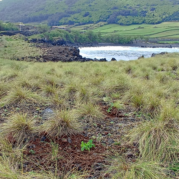 Reforço populacional de Azorina vidalii e Tolpis succulenta na ilha Graciosa